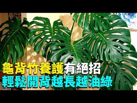 龜背芋 辦公室|家居風水佈局指南：龜背芋放哪裡？辦公室、客廳、玄關擺放位置。